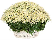 Цветочная композиция из Ромашки в корзине #REPLACE_PRED# Солнечном Курской области